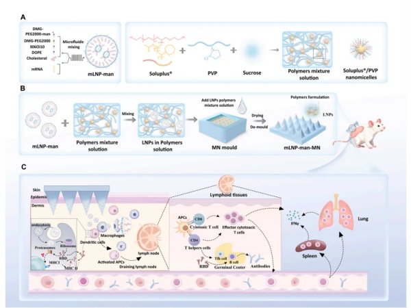 IVScope 小动物活体成像｜Acta P